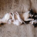can neutered male cat get female pregnant