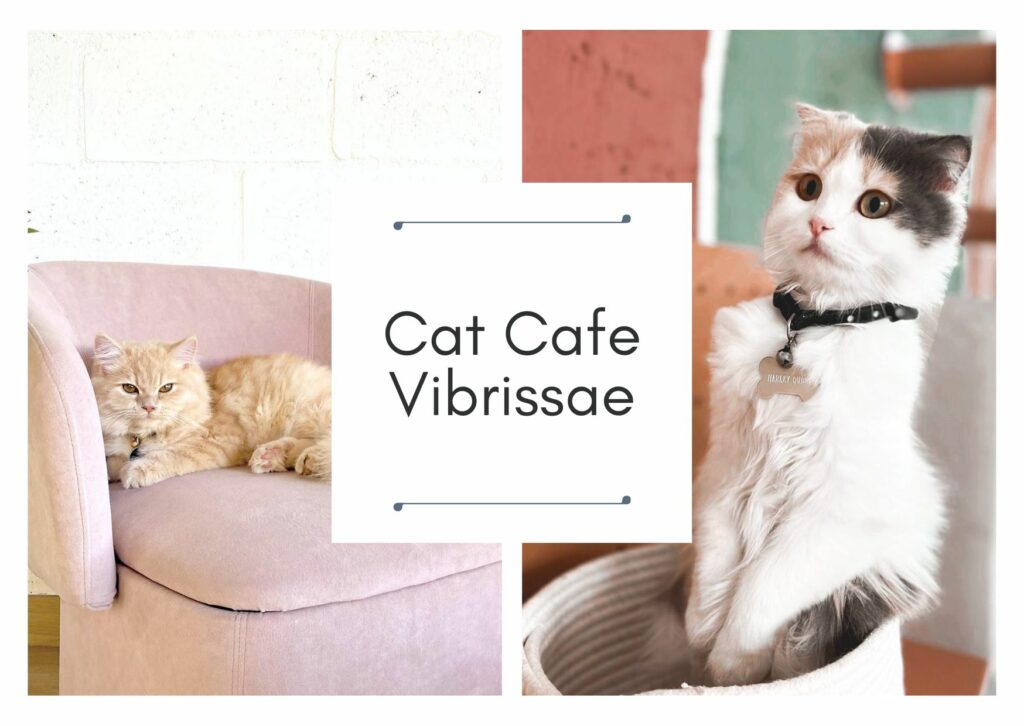 Cat Cafe Vibrissae