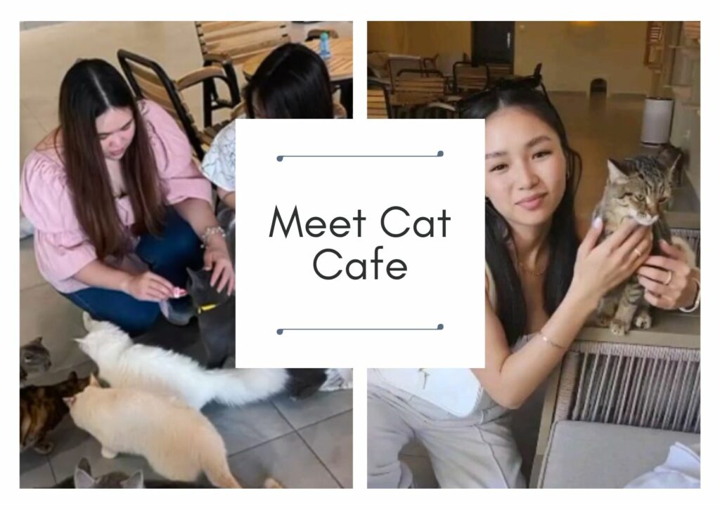 Meet Cat Cafe