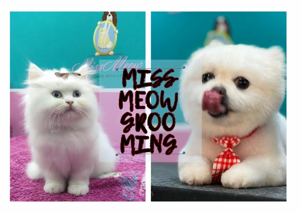 Miss Meow Pet Grooming