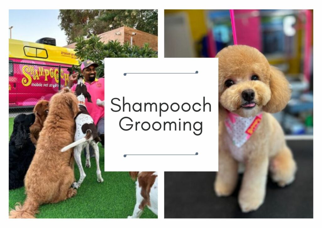 Shampooch Grooming Dubai