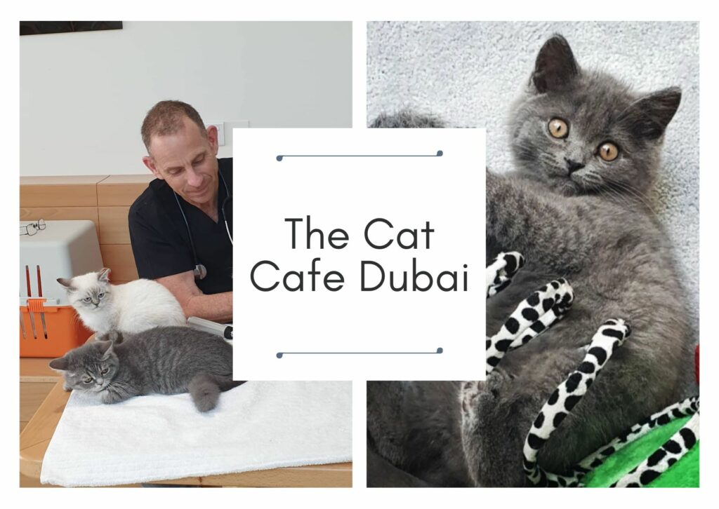 The Cat Cafe Dubai