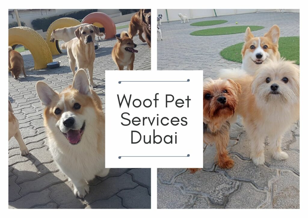 Woof Pet Services Dubai