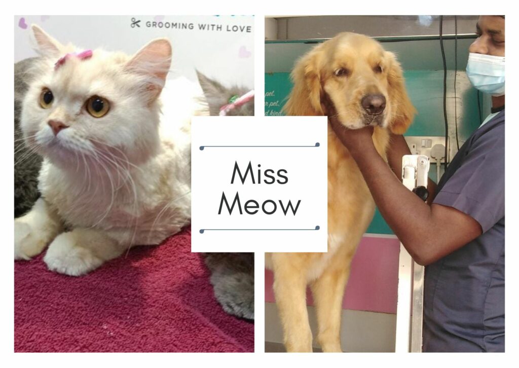 miss meow pet grooming dubai